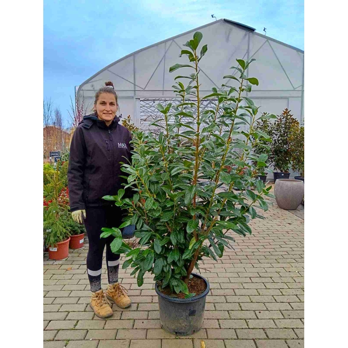 Vavrínovec lekársky Novita - Prunus laurocerasus ´Novita´  Co3L 80/100 (ITA)