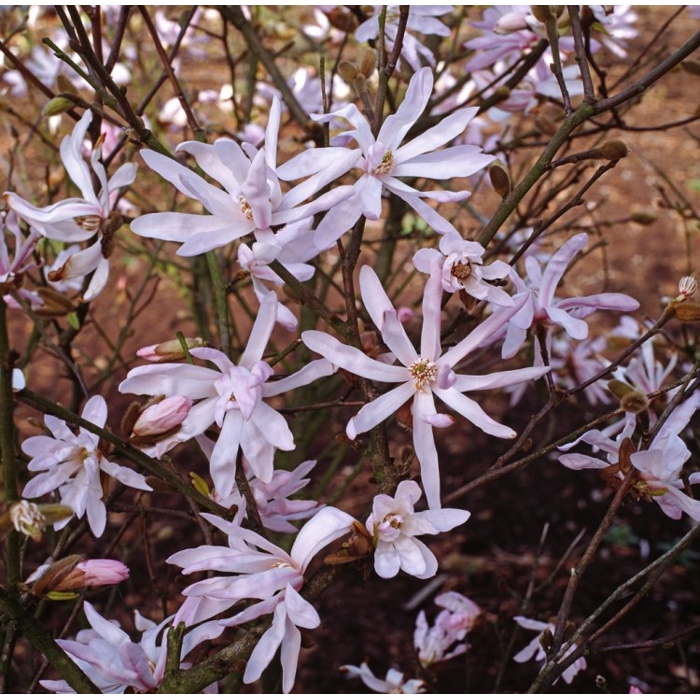 Magnólia hviezdokvetá - Magnolia stellata Co2,5L 30/40