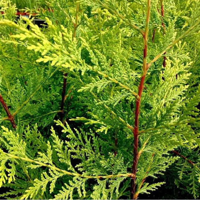 Cyprusovec leylandský - Cupressocyparis leylandii Co24 160/180