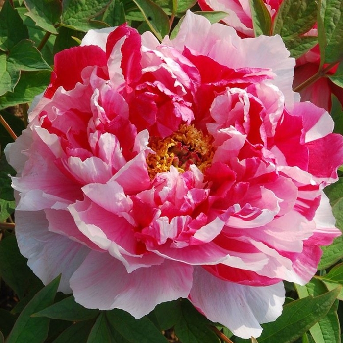 Pivonka drevitá - Paeonia suffruticosa ´Rou fu rong´ P11