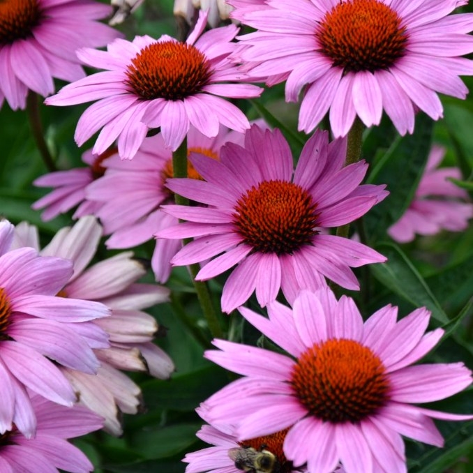 Echinacea purpurea ´Magnus´ P14