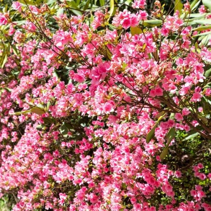 Escallonia laevis 'Dart's Rosy Red' - 60/70cm