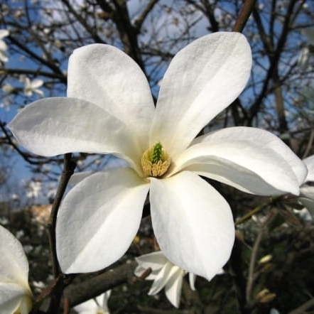 Magnolia kobus - 150+