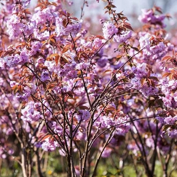 Čerešňa pilovitá - Prunus serrulata  'Kanzan' Co30L 10/12 - vysokokmeň