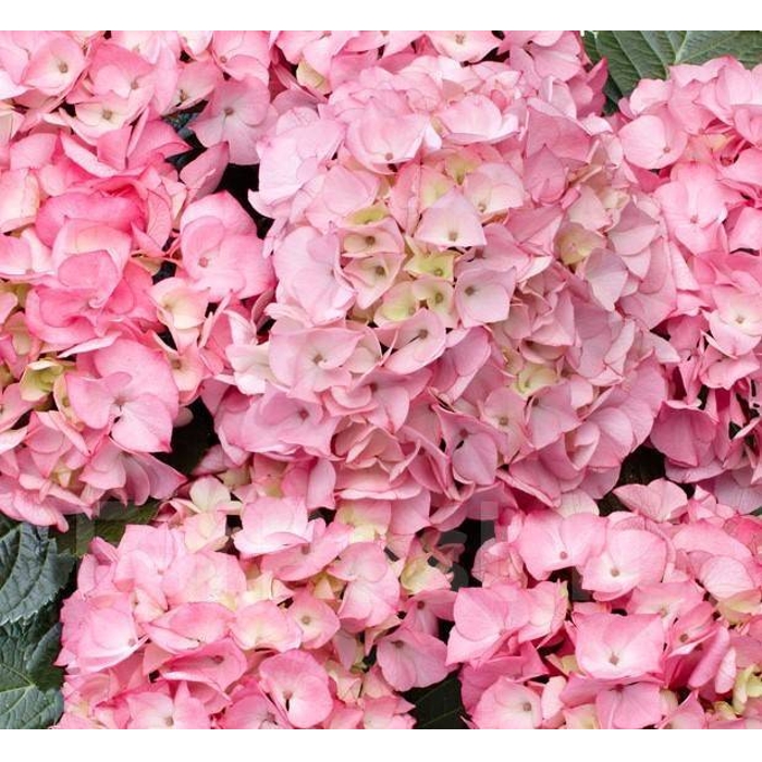 Hortenzia kalinolistá - Hydrangea macrophylla ‘Saxon Candy Heart Blue’ Co4L