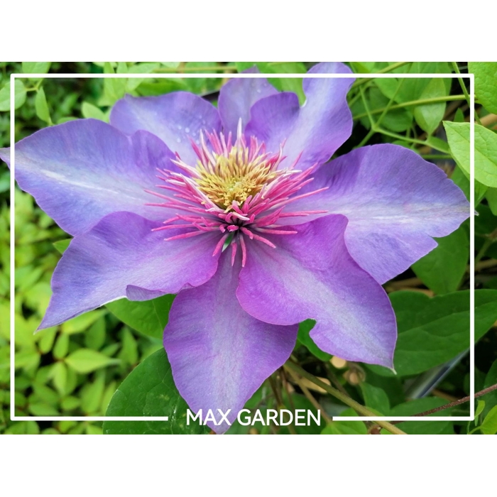 Plamienok - Clematis 'Warszawska Nike' 40+ Co2L