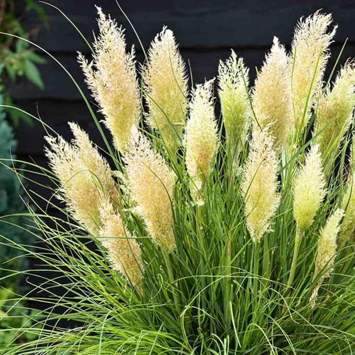 Pampová tráva - Cortaderia selloana White Feather