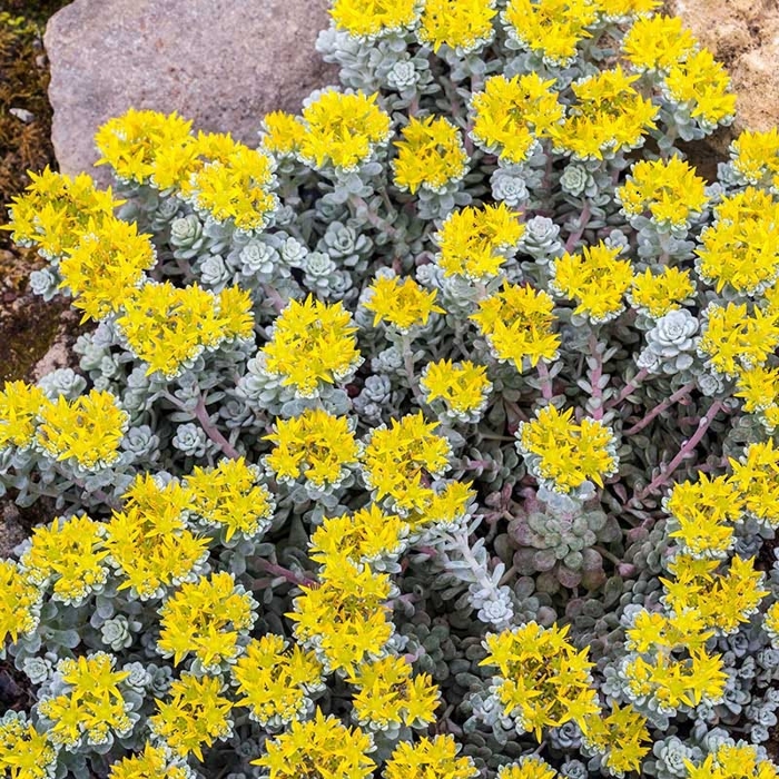 Sedum spectabile ´Brillant´ K9