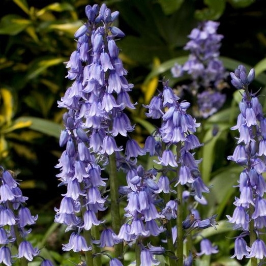 Hyacint modrý - Hyacinthoides ´Dark Excelsior´