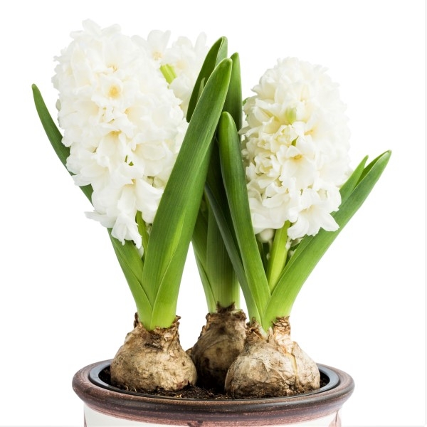 Hyacint biely - Hyacinthoides ´Whie Prosperity´