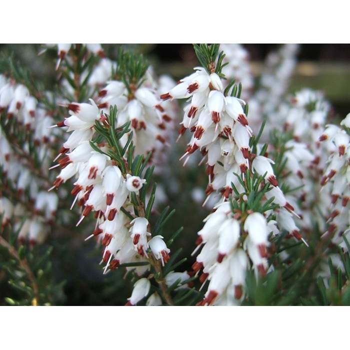 Vresovec darleydalský - Erica darleyensis - biela  Co0,5L
