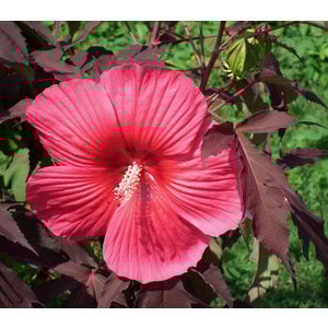 Ibištek bahenný - Hibiscus moscheutos Jolly Heart