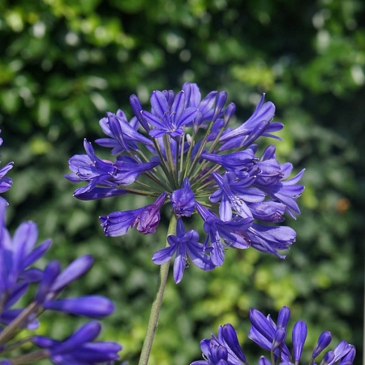 Agapanthus africanus ´Blue´