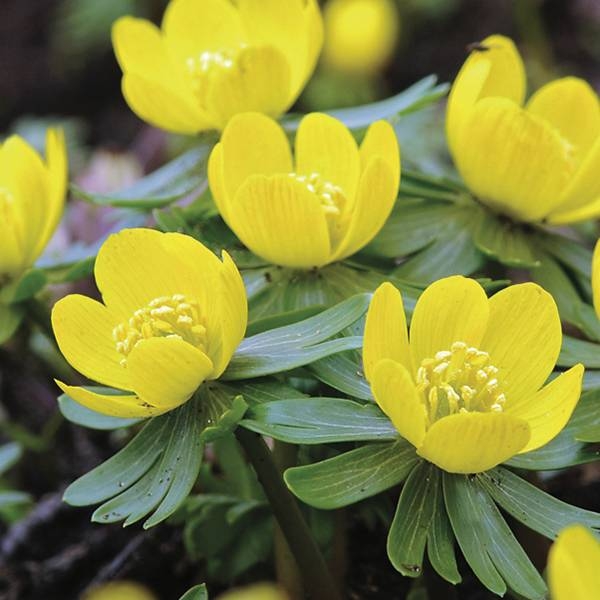 Tavolín - Eranthis cilicica