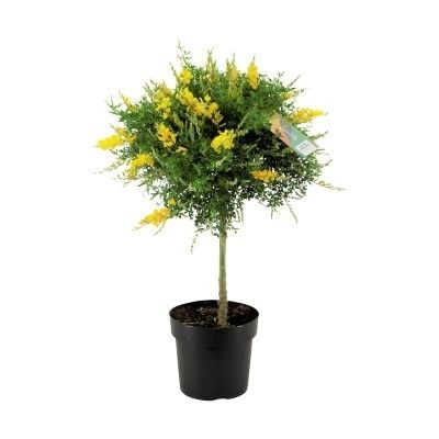Kručinka lýdijská - Genista lydia  Co1L 15/20