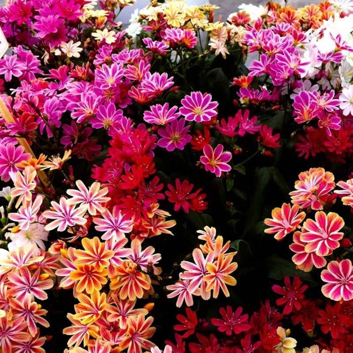 Lewisia Mountain Dreams 'Mix farieb'