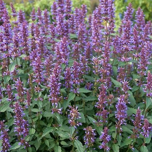Agastache 'Purple Haze'