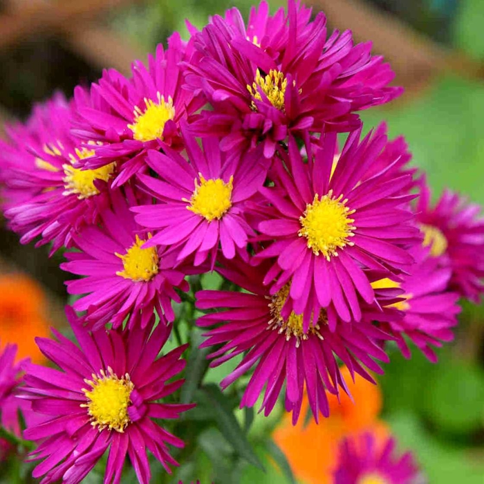 Aster - ružový P10,5