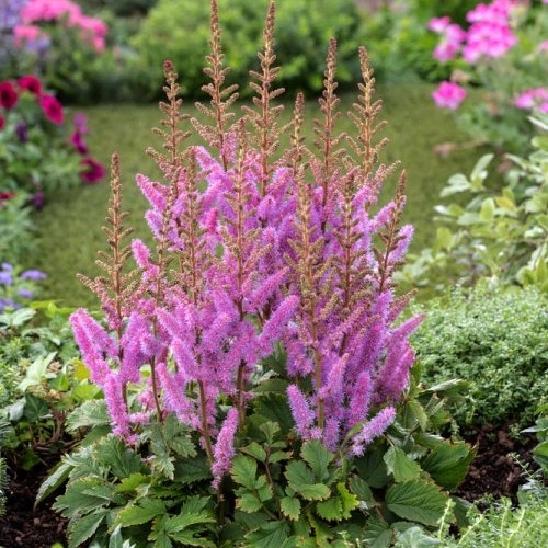 Astilba - Astilbe Arendsii ´Cattleya´ Co1L