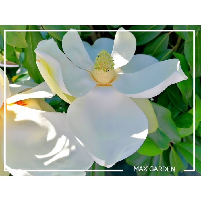 Magnólia veľkokvetá - Magnolia grandiflora ´Galissoniere´ Co5L 80/100