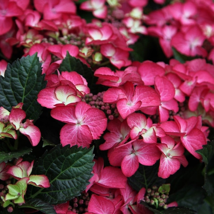 Hortenzia kalinolistá - Hydrangea macrophylla 'Early Blue'® P14