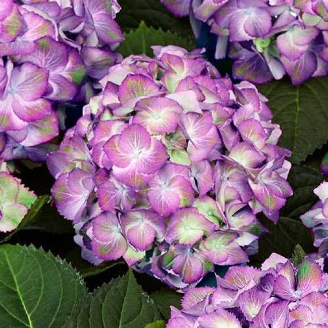 Hortenzia kalinolistá - Hydrangea macrophylla ´Bright White´ Co5L  30/40