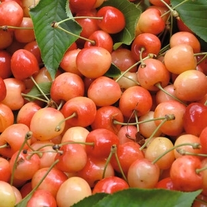 Čerešňa ´Van´- skorá  Co7.5L