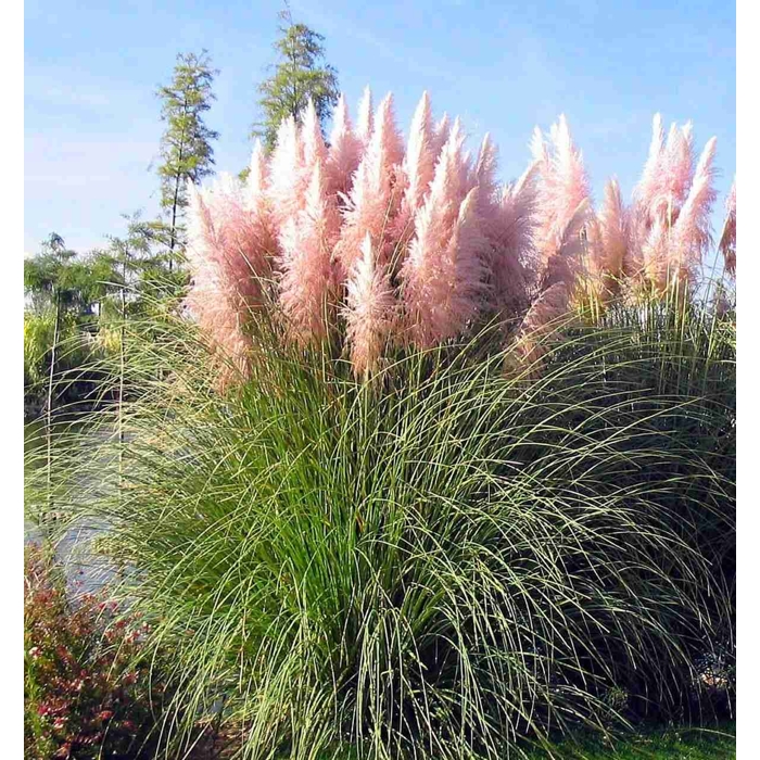 Pampová tráva - Cortaderia selloana ´Pink Feather´ P14