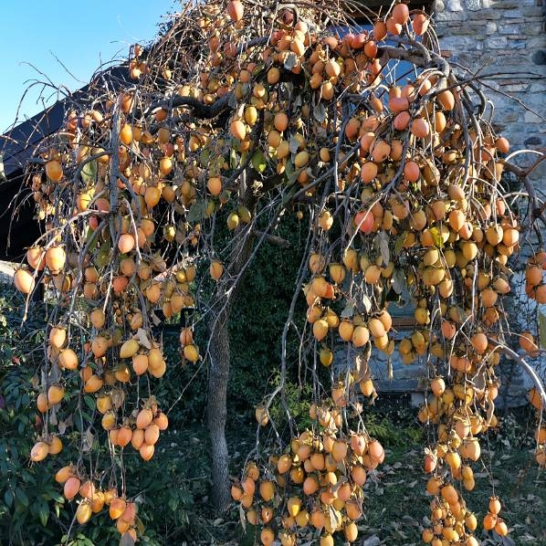 Ebenovník rajčiakový - Diospyros kaki - Hurmi Kaki  KM120
