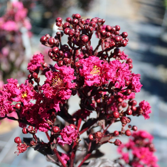 Myrta krepová fialová - Lagerstroemia indica ´Black Solitaire Purely Purple´ Co10L 70/90