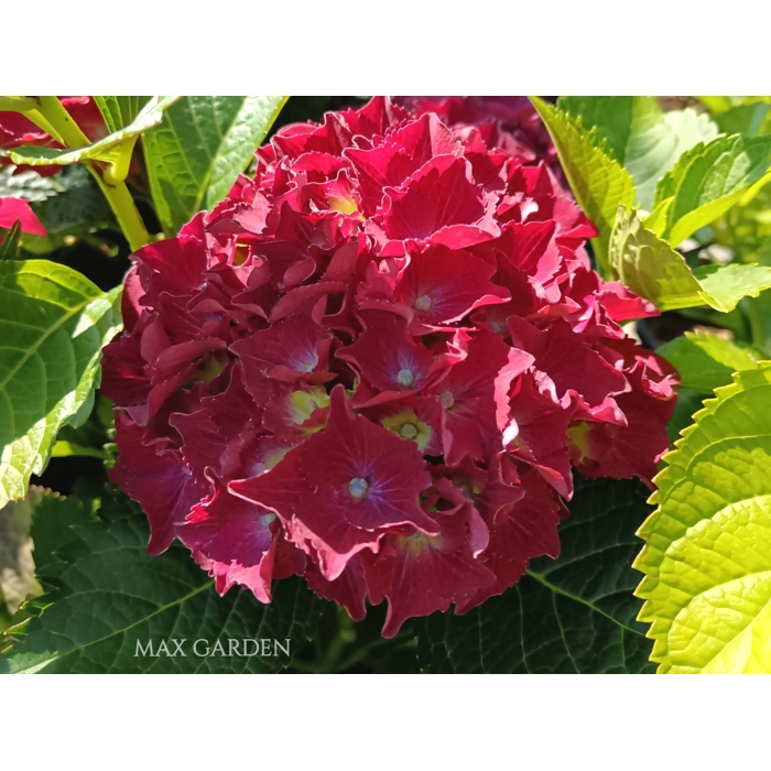 Hortenzia kalinolistá - Hydrangea macrophylla ´Royal Red´ Co5L  30/40