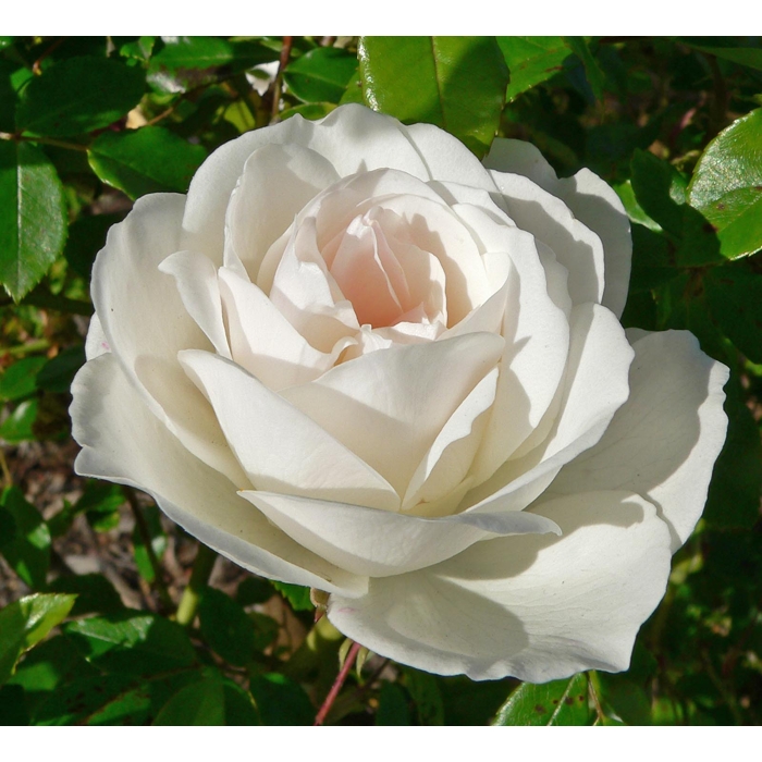 Ruža záhonová - Rosa floribunda ´Korbin´ - veľkokvetá biela Co3L