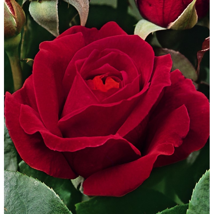 Ruža záhonová - Rosa floribunda ´Dame de Coeur´ - veľkokvetá červená Co3L