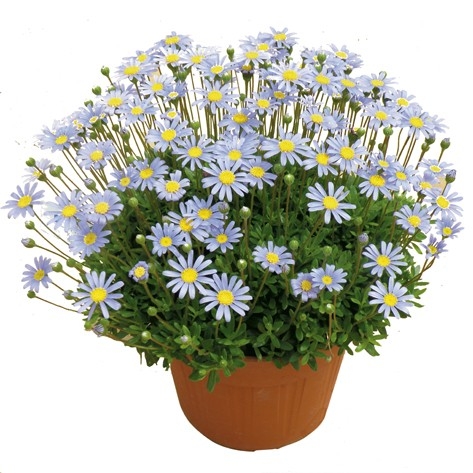 Felicia amelloides ´Felicitara Blue´