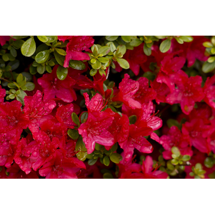 Azalka japonská -  Azalea japonica 'MARUSCHKA'  Co2,5L 30/40