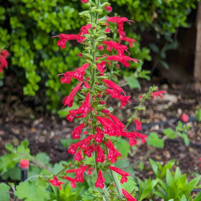 Salvia nemorosa Ostfriesland Co0,5L