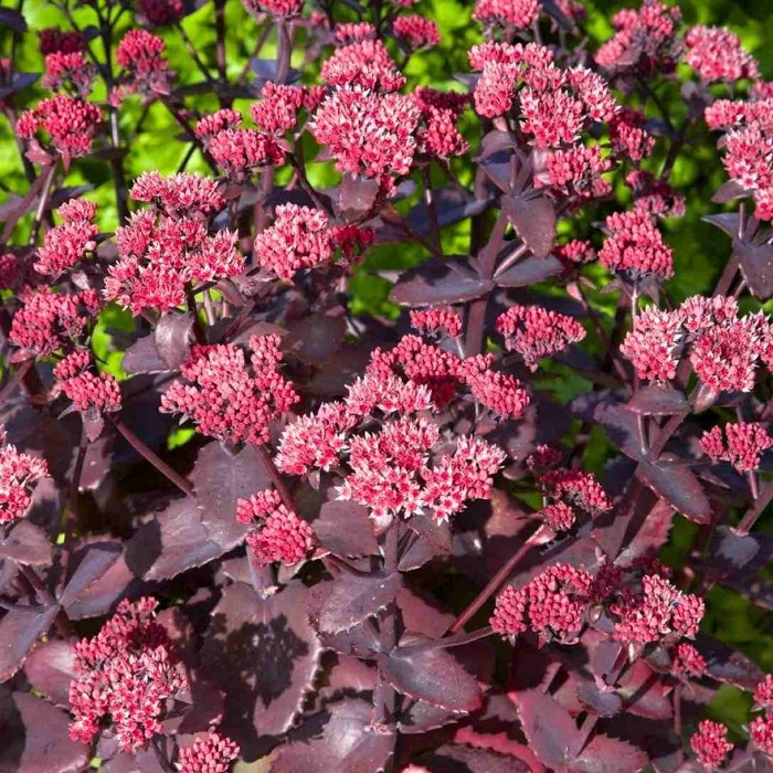 Sedum spectabile ´Brillant´ K9