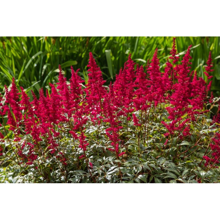 Astilba - Astilbe Arendsii ´Fanal´ Co1L