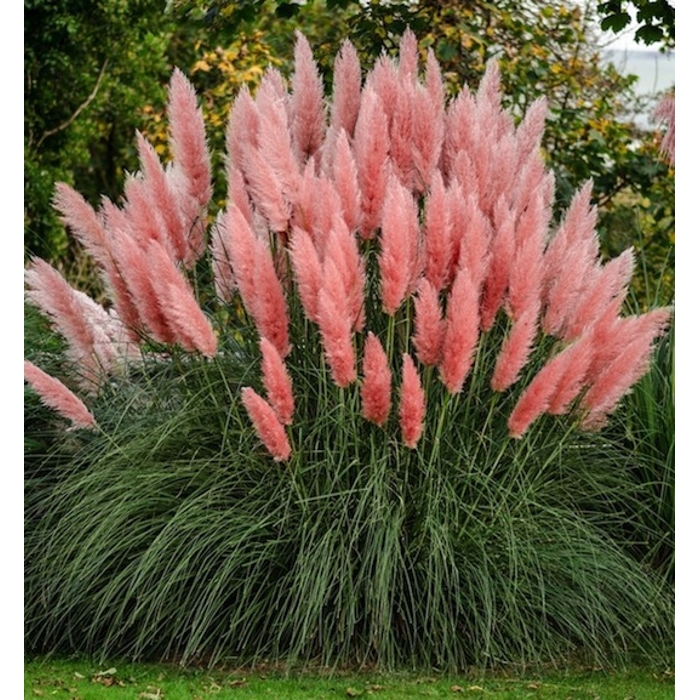 Pampová tráva - Cortaderia selloana ´Pink Feather´ P14