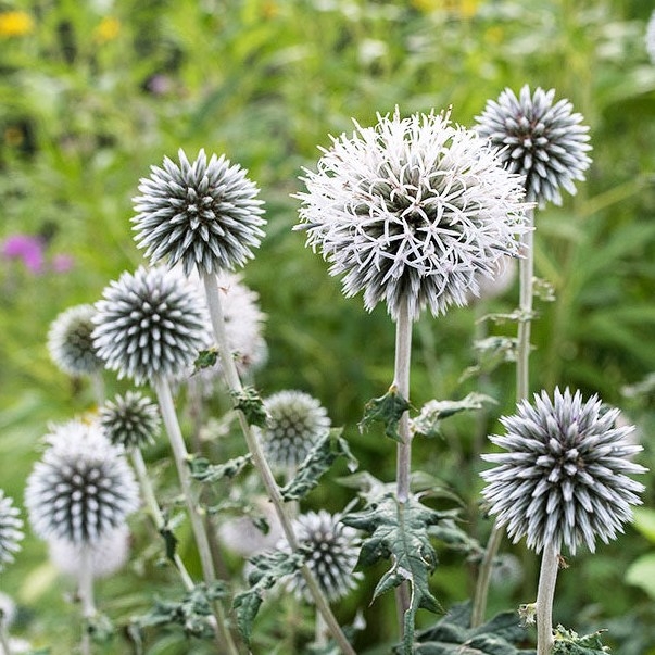Ježibaba - Echinops bannaticus ´Star Frost´