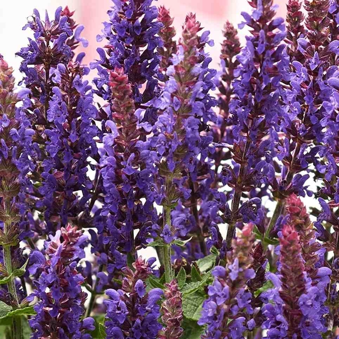 Salvia nemorosa P15