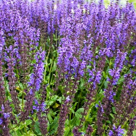 Salvia nemorosa Ostfriesland Co0,5L