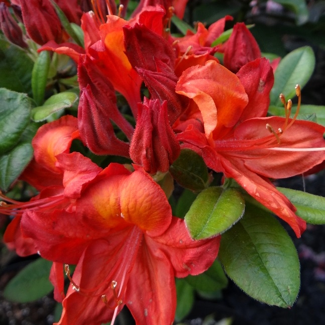 Azalka veľkokvetá - Azalea Knaphill ´Satan´