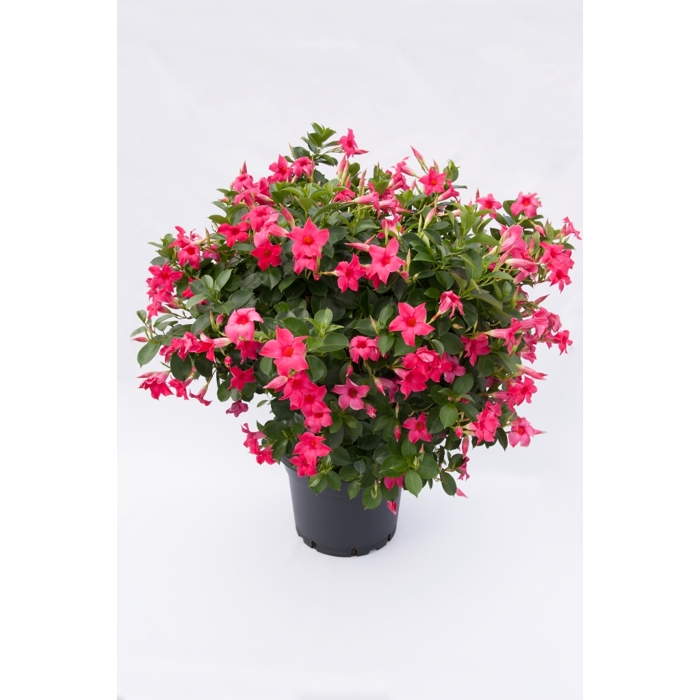 Mandevilla hybrida - ružová P17
