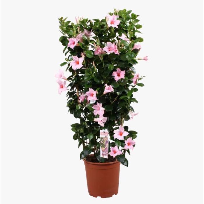 Mandevilla hybrida ´Rio White´ P17