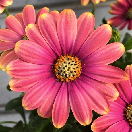 Osteospermum ´Bordová´ Co0,5L