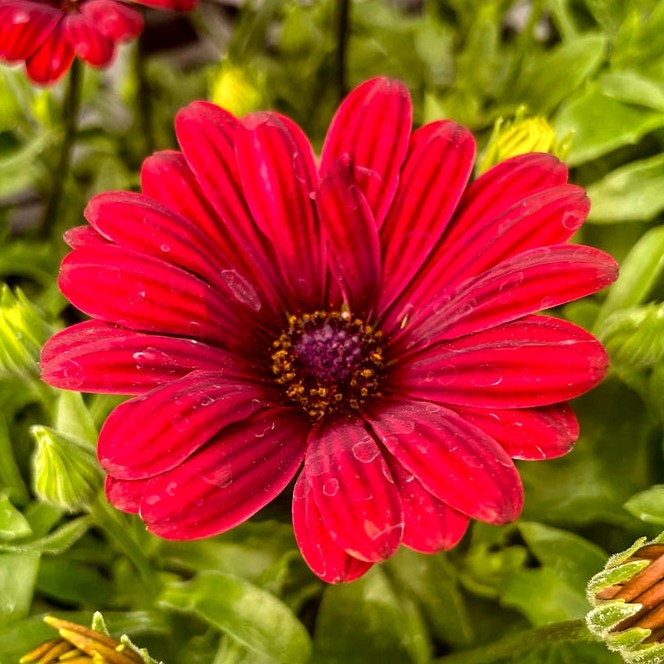 Osteospermum ´Bordová´ Co0,5L