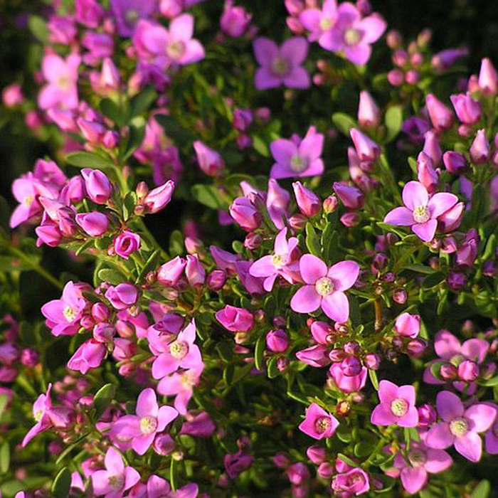 Boronia crenulata