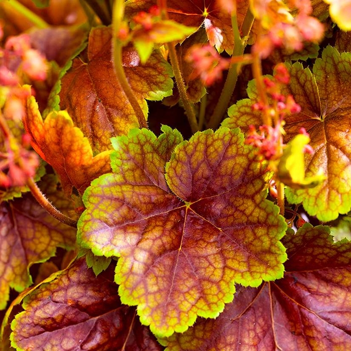 Heuchera micrantha ’Palace Purple’ Co13
