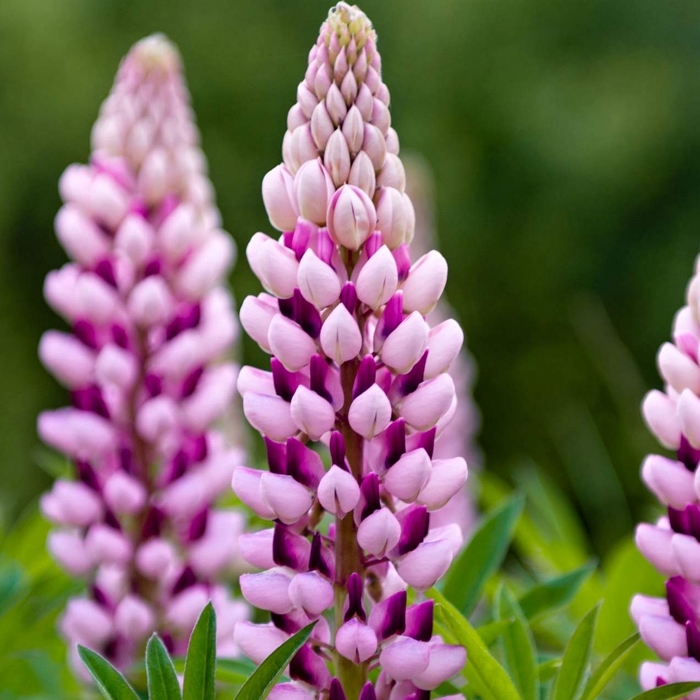 Lupínia mnoholistá - Lupinus polyphyllus ´Legendary rose/red´-   Co11